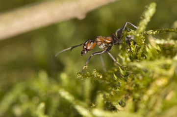 Ant - Formica