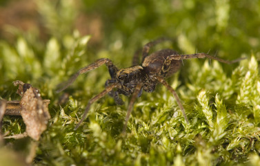 Spider - Pardosa
