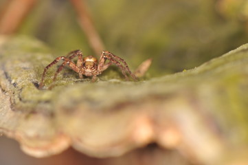 Small spider