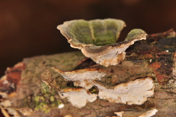 Stereum hirsutum - mushroom