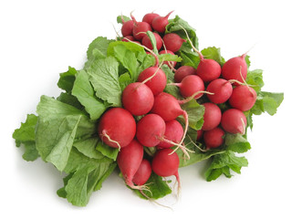 fresh radish