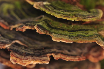 Stereum hirsutum - mushroom