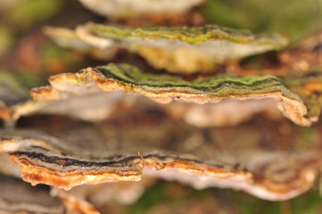 Stereum hirsutum - mushroom