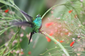 Kolibri