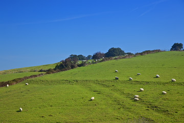 Fototapeta na wymiar Sunny sheeps