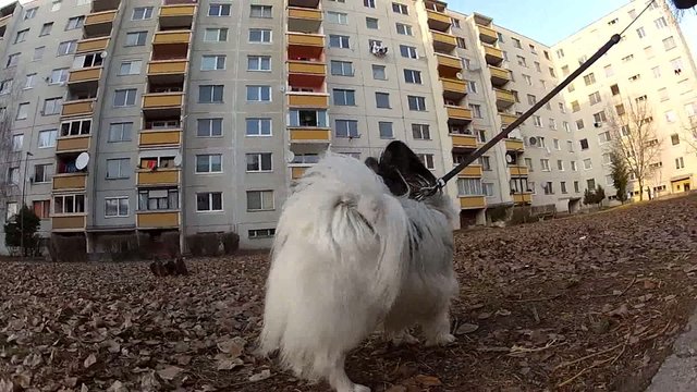 papillon dog