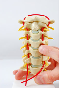 Spine model with pointing finger