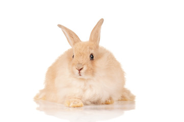 Cute rabbit
