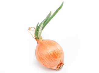 Fresh bulb of onion on a white background
