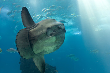 Ocean sunfish (Mola mola) in Lisbon Oceanarium