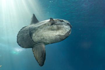 Ocean sunfish (Mola mola) - obrazy, fototapety, plakaty