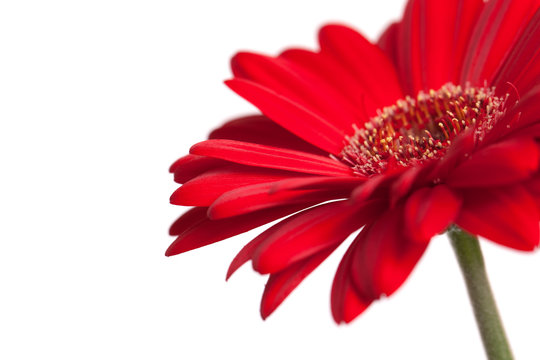 Red Gerbera Daisy