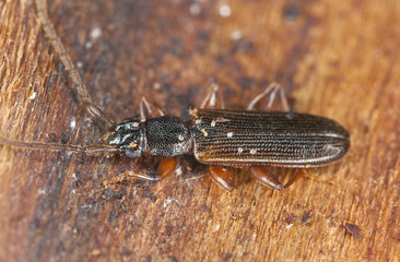 False skin beetle, Cendrophagus crenatus sitting on wood