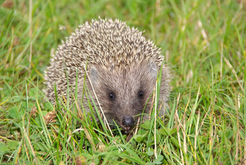 Aggressive hedgehog in green grass