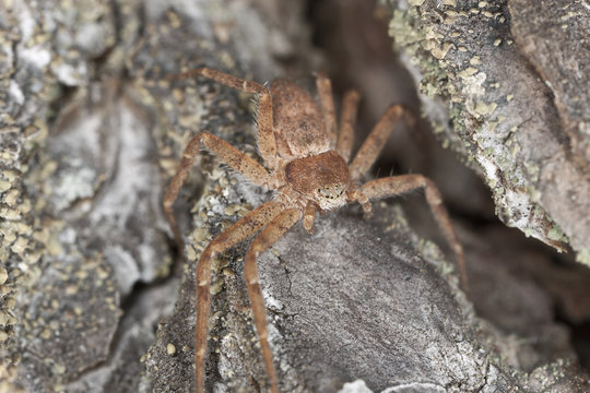 Hunting Spider camouflaged on wood, macro photo
