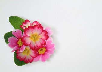 赤と桃色のプリムラ