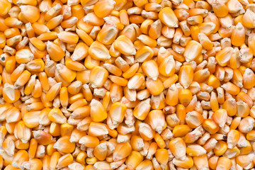 Corn seed background