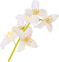 jasmin white flowers branch illustration