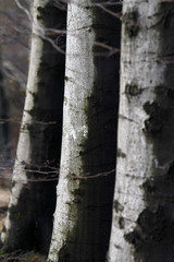 Buchenwald im Winter nach einem Regenschauer