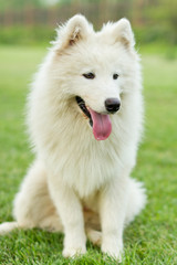 Samoyed sled dog
