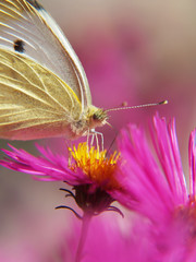 gro&szlig;er  Kohlwei&szlig;ling,  (Pieris brassicae) kleiner Sch&auml;rfentiefen