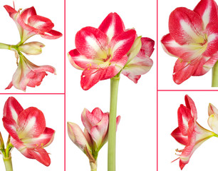 Amaryllis Pflanze und Blüten als Collage vor weißem Hintergrund