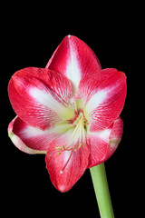 Amaryllis Blüte vor schwarzem Hintergrund