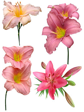Lilies flowers it is isolated a holiday