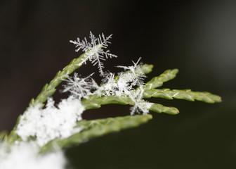 snow on fir branches, macro