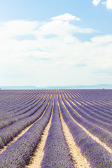 Fototapeta na wymiar Lawendowe pole, Plateau de Valensole, Provence, Francja