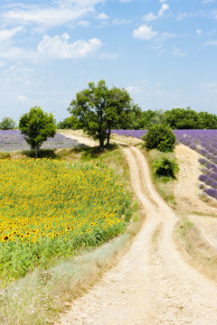 sunflower and lavender fields, Plateau de Valensole, Provence, F