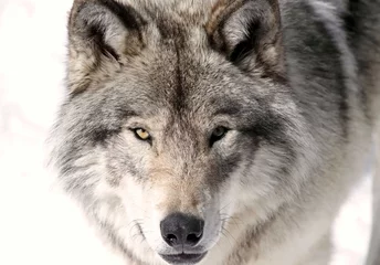 Cercles muraux Loup roi des forets