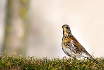 Fieldfare. Turdus pilaris.