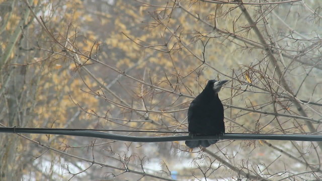 Carrion crow perching on cable