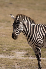 Fototapeta na wymiar Zebra w Amboseli National Park, Kenia