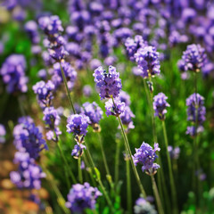 Lavender field - close up