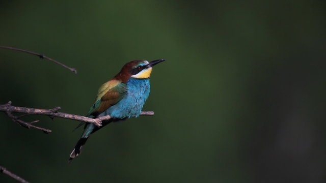 European bee-eater (Merops Apiaster)