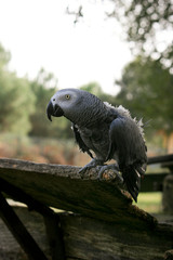 Obraz premium Gris du gabon