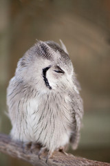 Little owl perched on a branch