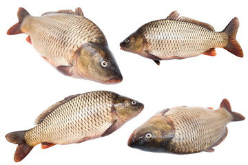 Fresh live fish is isolated on a white background