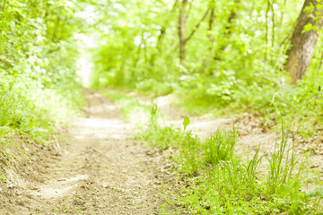 Old forest road in wild nature