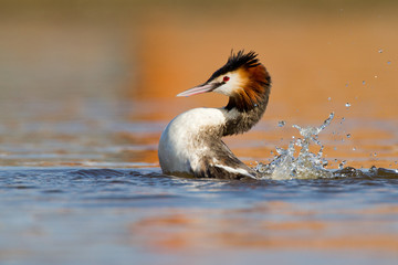 Great Crested Grebe, waterbird (Podiceps cristatus)