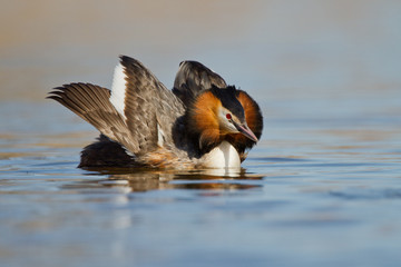 Great Crested Grebe, waterbird (Podiceps cristatus)