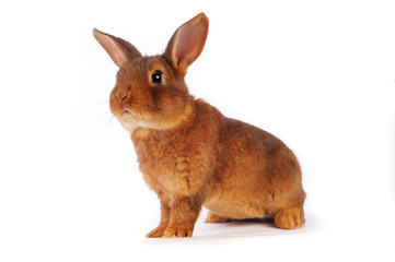 Naklejka premium Brown Rabbit
