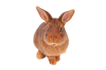 Brown Rabbit