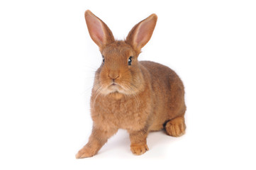 Brown Rabbit