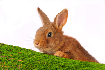 Brown Rabbit
