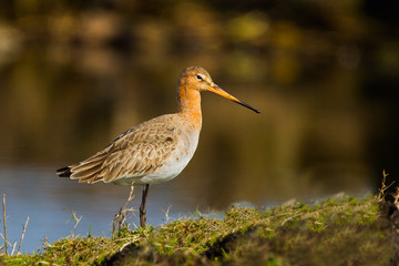Black Tailed Godwit