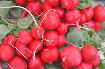 Radish vegetables