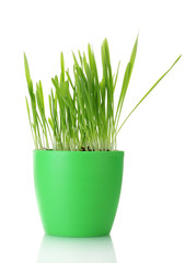 beautiful grass in a flowerpot isolated on white